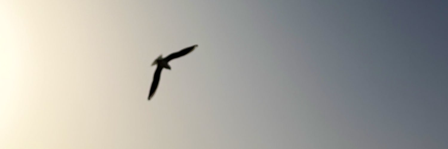 Pubs 🇦🇪 banner