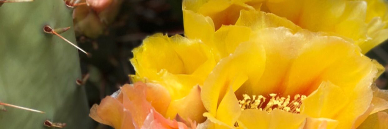 MissDreyDay's profile banner image