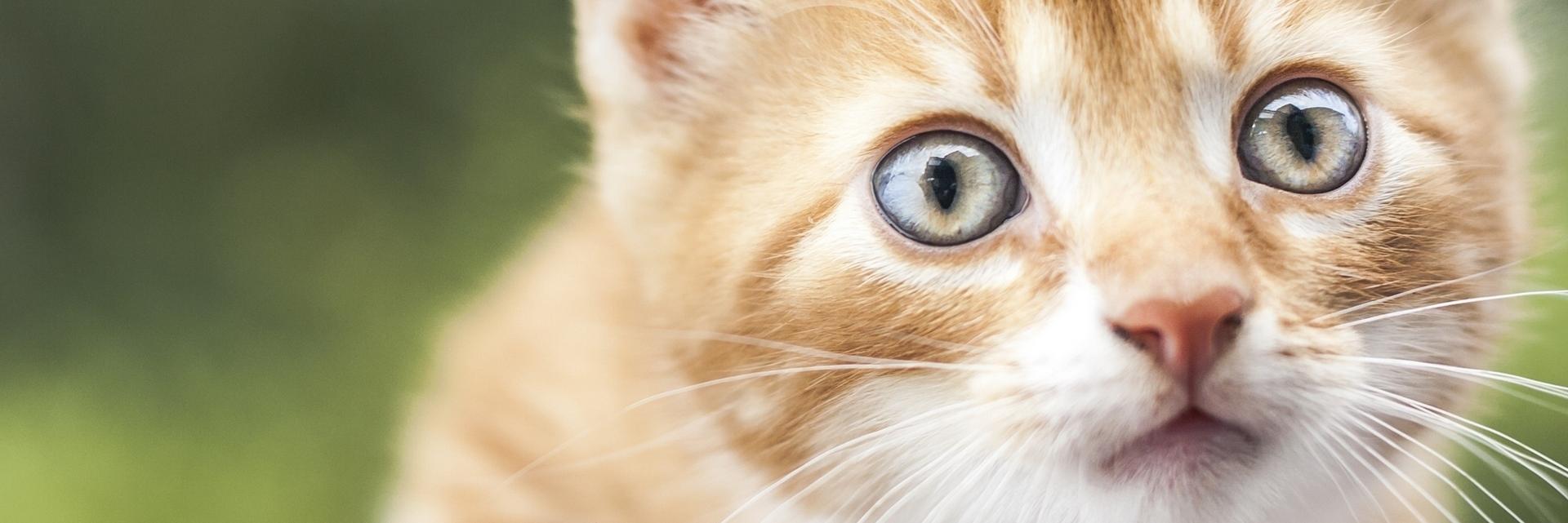 AyudaAnimales♥ banner