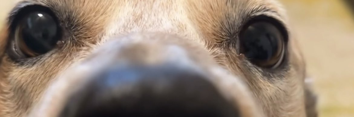 honeypup_'s profile banner image