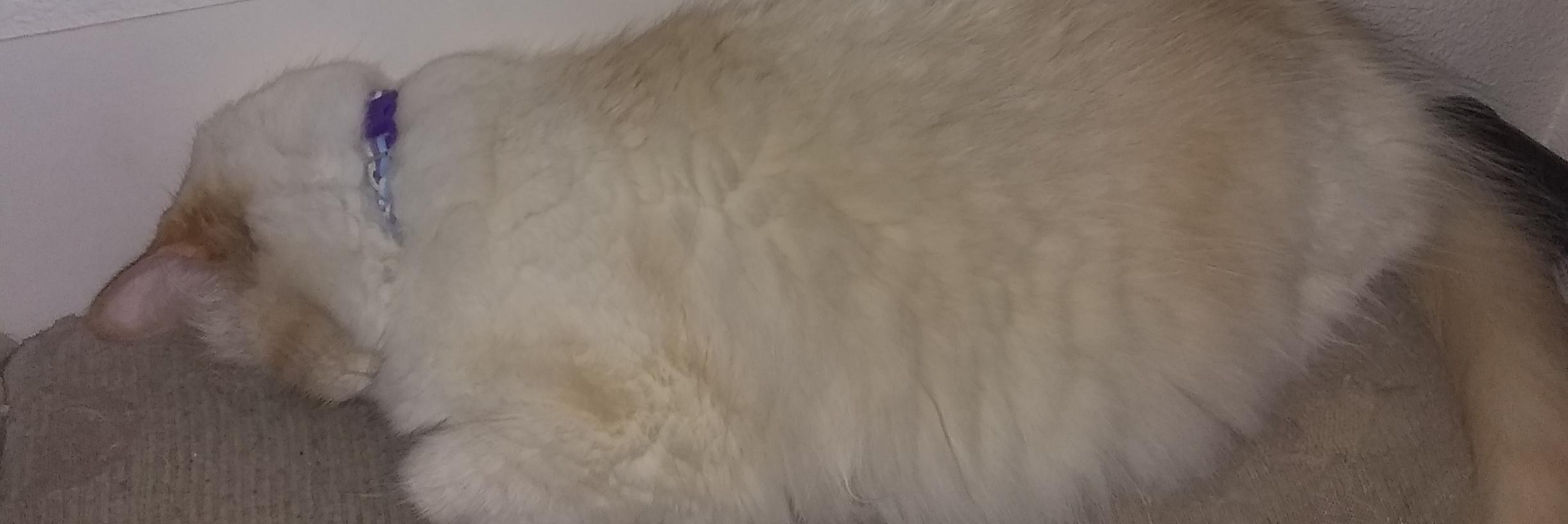 DarkLynx13's profile banner image