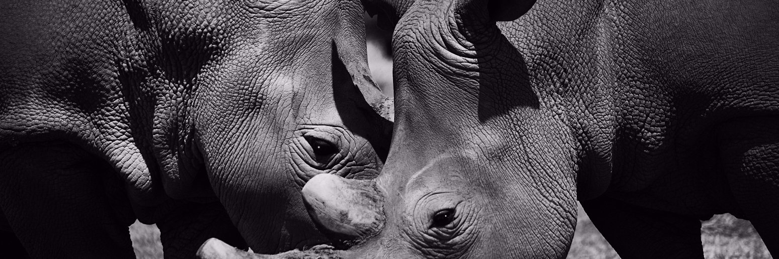 Colin White Hancock banner