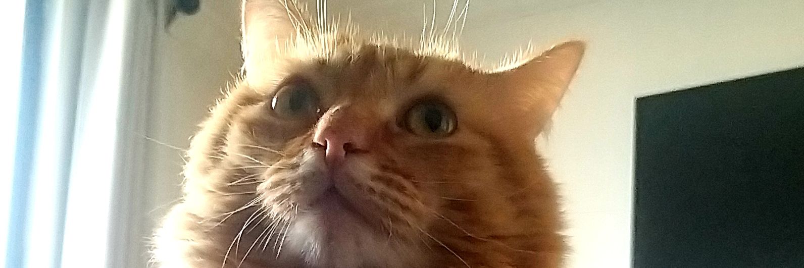 Totricio's profile banner image