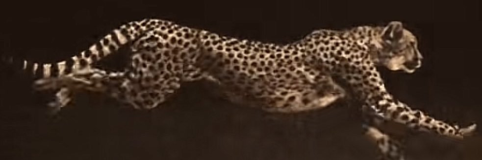✨💎 banner