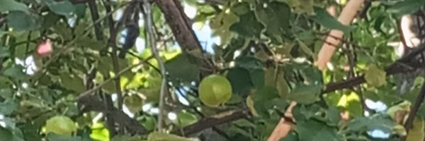 VOmut Profile Banner