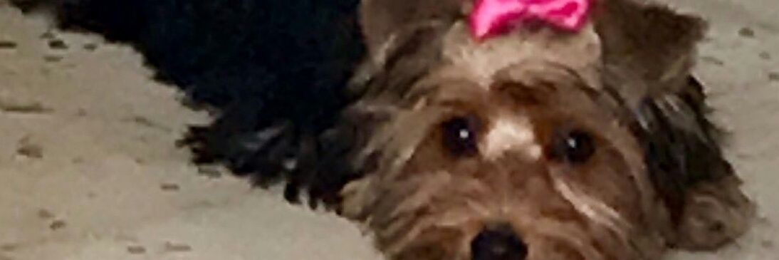 willdormdavid's profile banner image