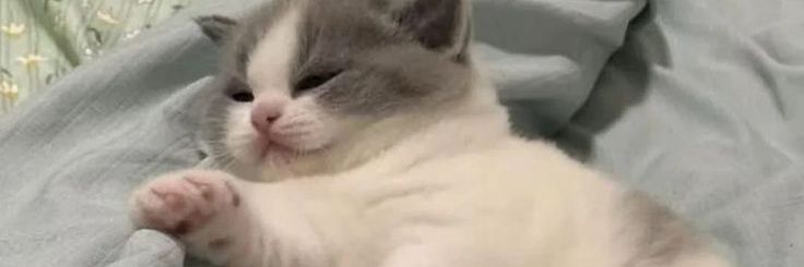 celina ☦🧉 cutucou ninho de vespa banner
