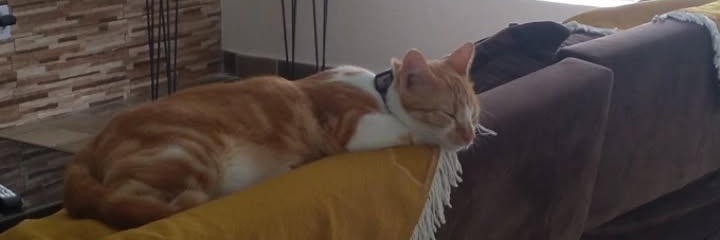 Luna Alves 💞 banner