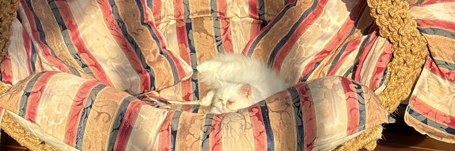 mimi banner