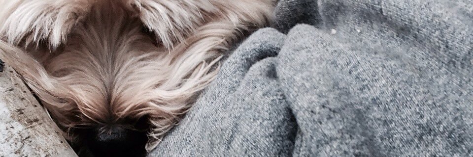 lolabear86's profile banner image