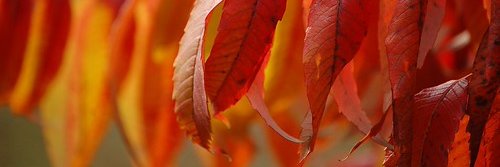 flowers for the marshal alternate account banner