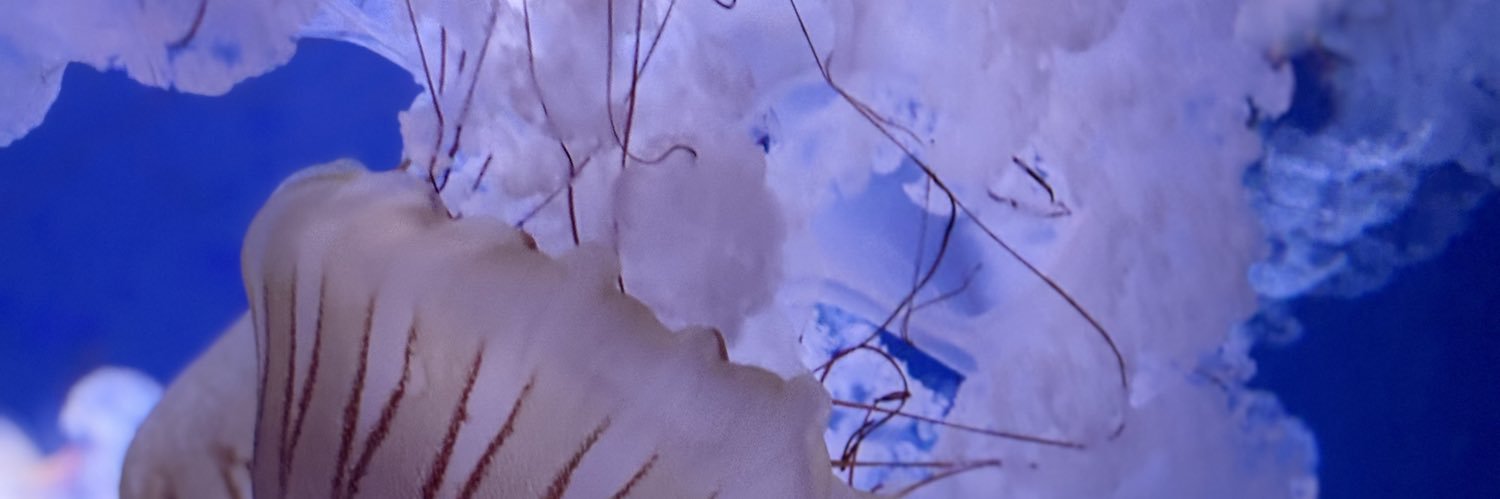 みぃ🐱໒꒱ banner