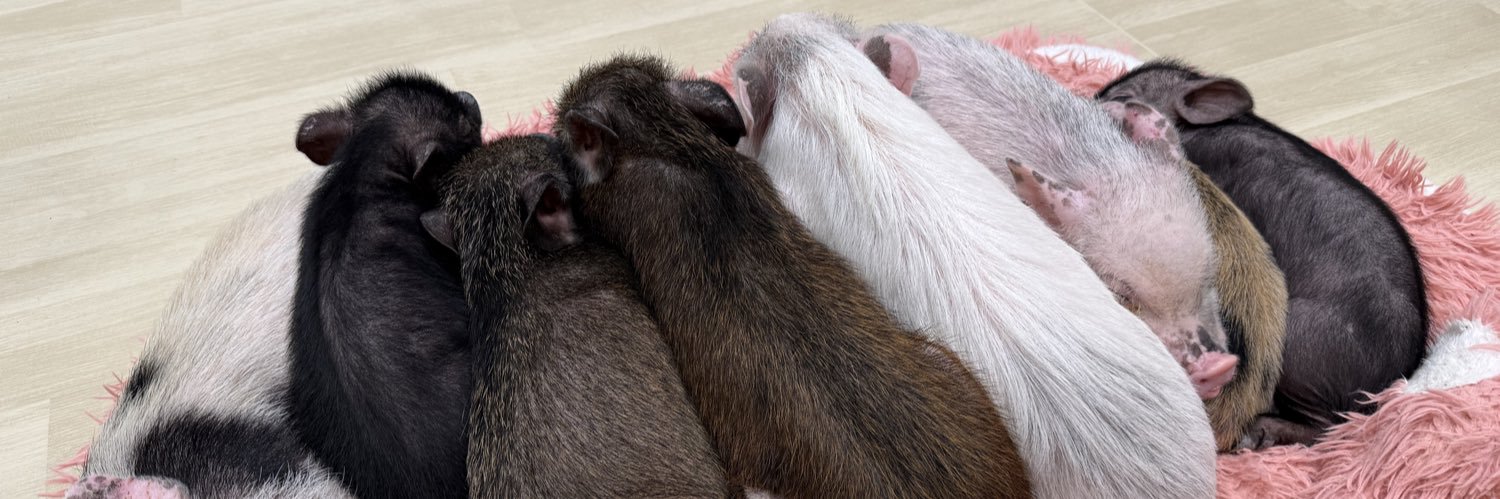 どんちゃん banner