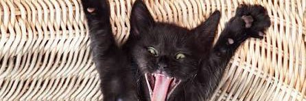 🇺🇸🇺🇸Chance the Cat Revamped🇺🇸🇺🇸 banner