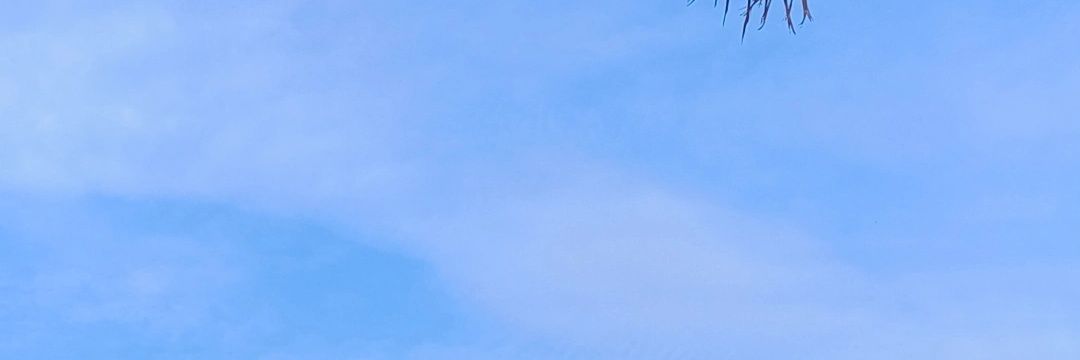 🍁 banner