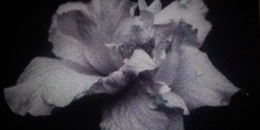 kelly donovan banner