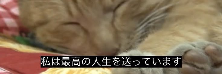 ちゃむ banner