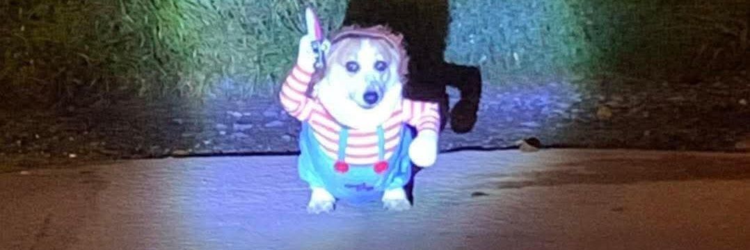 もふもふ天国🙀🐶🎊 banner