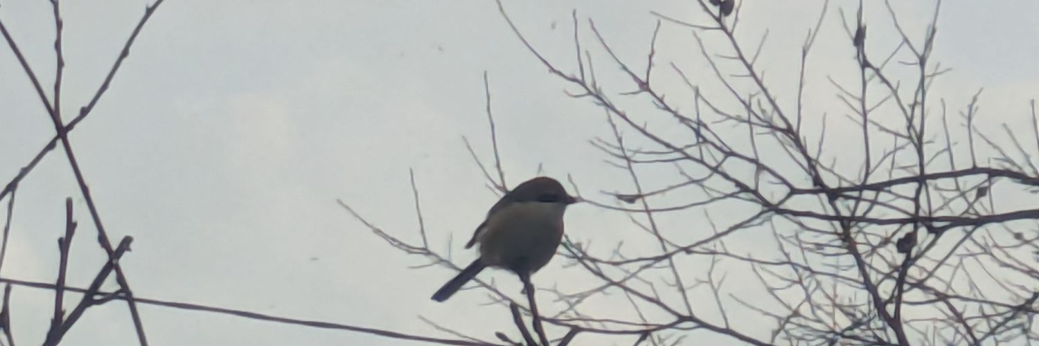 鍾夏SonuFule(ガチ丸の姿)🐧⚡️＆🌹📖＆🔧🎧️& 💤🐾 banner