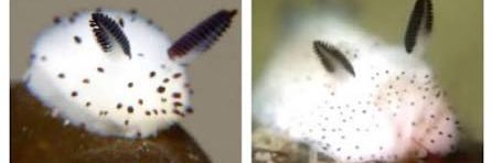 𝙽𝚒𝚔𝚘𝚕𝚊𝚜 𝚘𝚏 𝚂𝙷𝚃𝚆𝚃/𝐇𝐄/𝐇𝐈𝐌/(*≧∀≦*) banner