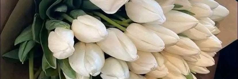 Ellie 🇺🇸 banner