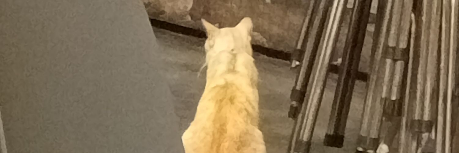 ez banner