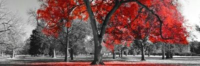 laquenadasabe's profile banner image