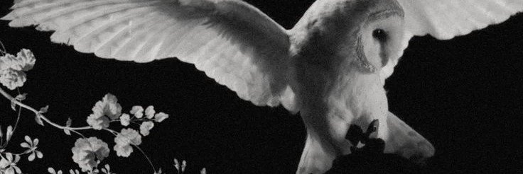 elllirrr's profile banner image