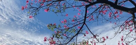 ᶻᶻᶻ ₊˚ 🎀 ⁠aca⁠ ✧ banner