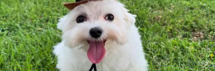 chickchickdev banner