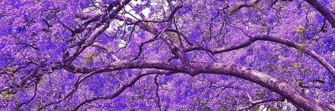 monicavargas27's profile banner image