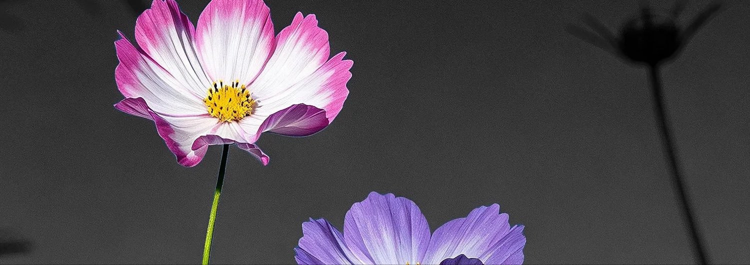yangdi1123's profile banner image