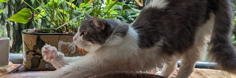RumEsco's profile banner image