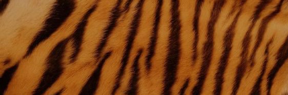 julia! ⋆˚꩜｡ banner