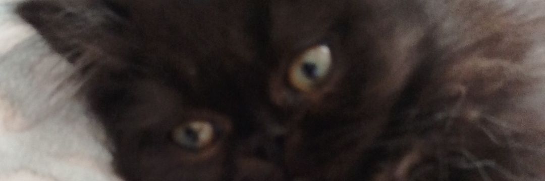 bubenbu11's profile banner image