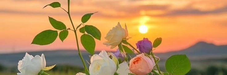 Bloomifyy banner