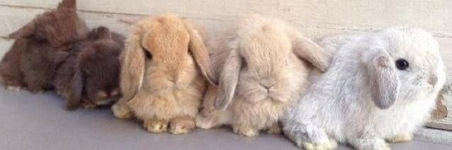 valentine 🍀 banner