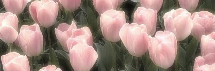 Poppy Helldiver banner