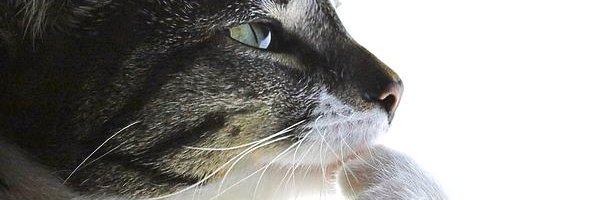 Dream🔞 banner