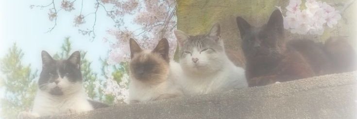 𝒴𝓊𝓀𝒾 ˚ʚ♡ɞ˚ banner