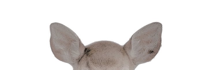 ‎ ‎ ‎ ‎ ‎ ‎ ‎ ‎ ‎ 𝐝𝐢𝐲𝐚𝐡. banner