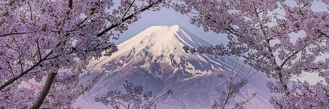 桜 Sakura banner