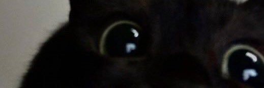 CookieKittyArts's profile banner image