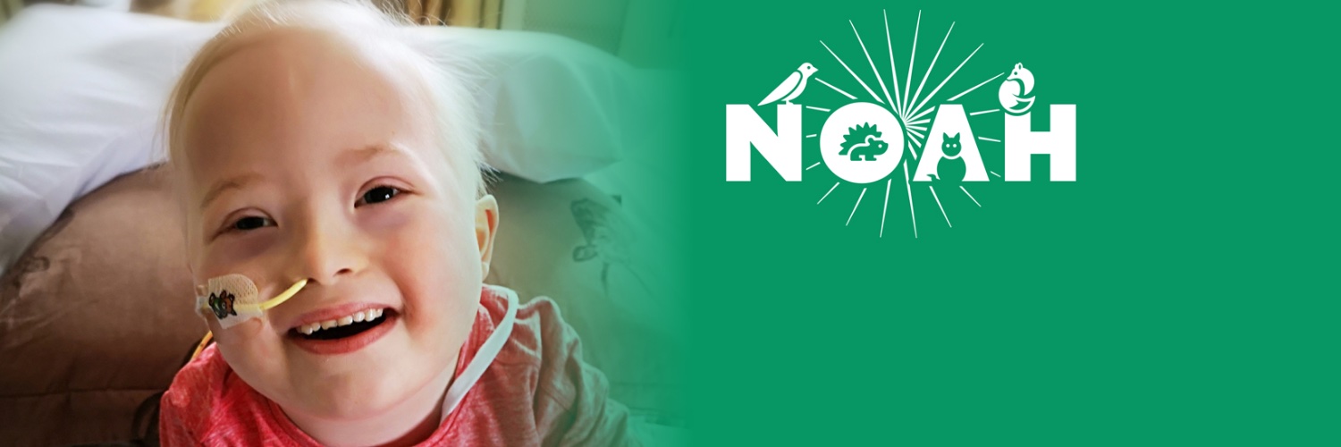 Noahs Bed Push banner