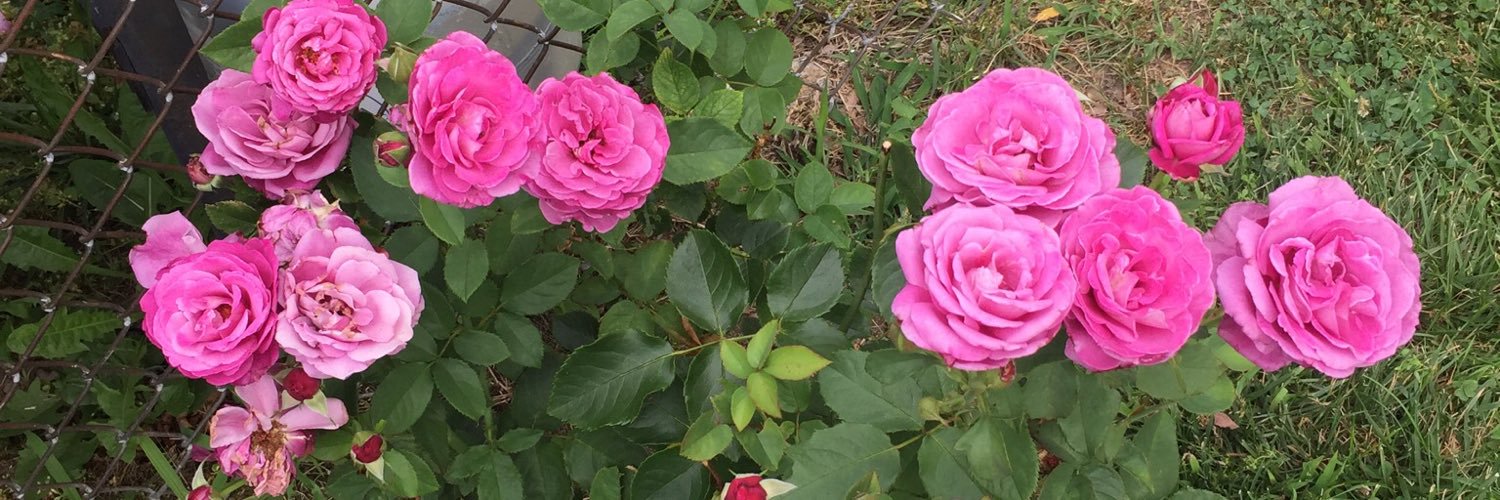 bbfine2's profile banner image