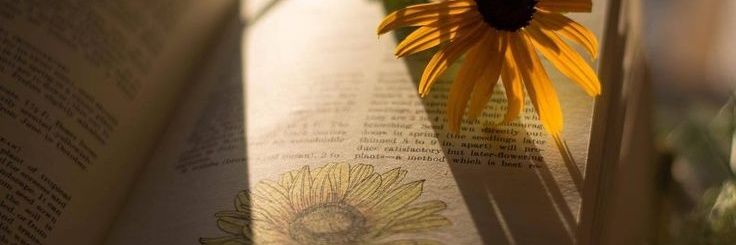 sunflowies🌻 banner