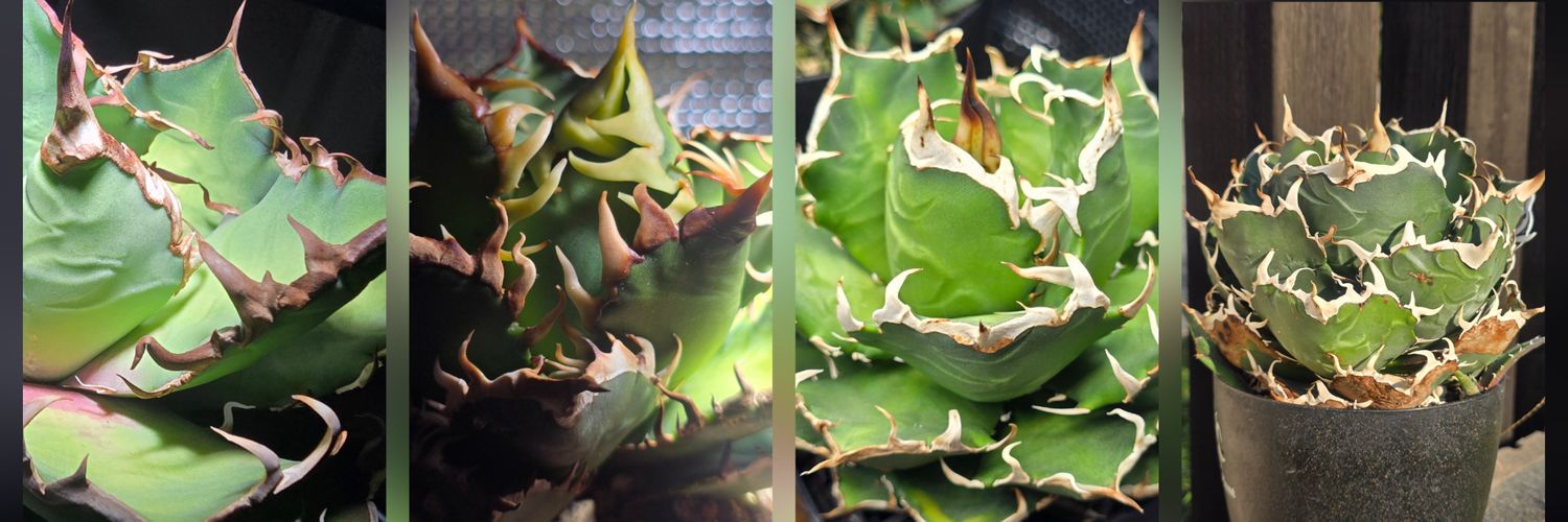 AGアガベ垢 banner