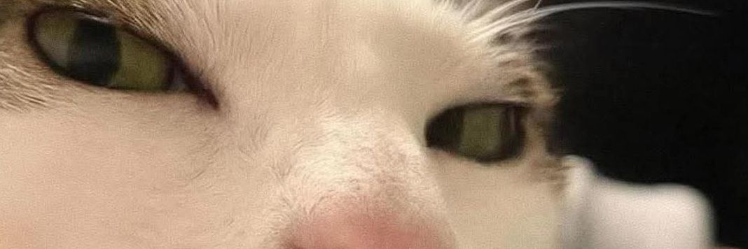 🐇 banner