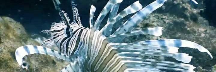 ONarua2568614's profile banner image