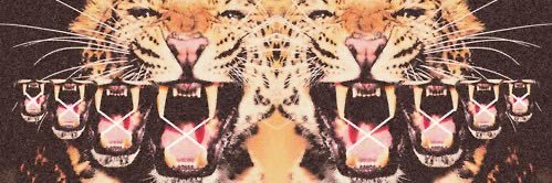 dfy banner